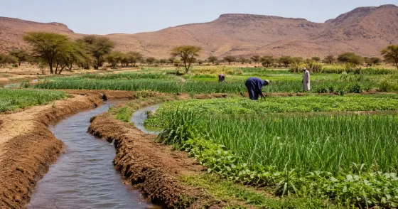 Sahel Countries Push for One Million Hectares Under Irrigation by 2035