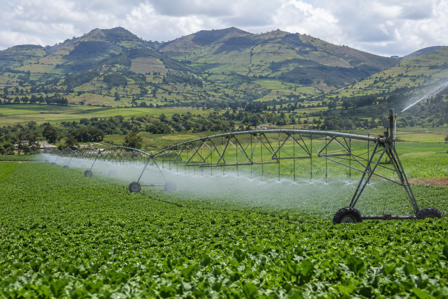 Irrigated farmland in the Beles command area, representing the role of modern irrigation in strengthening food security, rural livelihoods, and agricultural transformation in northwestern Ethiopia.